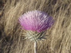Cirsium neomexicanum