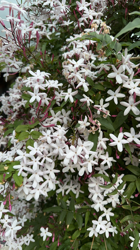 Jasminum polyanthum