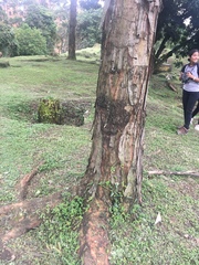 Pseudosamanea carbonaria