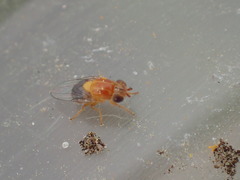 Thaumatomyia rubida