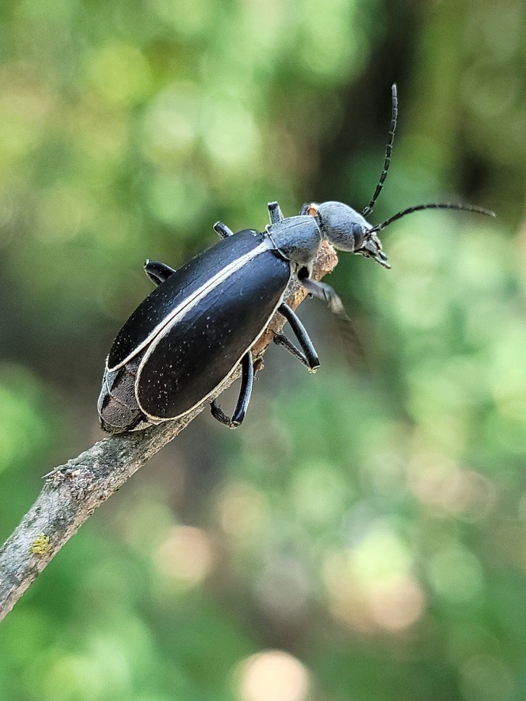 Epicauta subatra