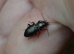 Pterostichus oblongopunctatus