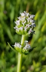 Plectritis macrocera