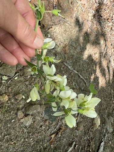 longbract wild indigo (Baptisia bracteata)