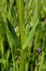 Plectritis macrocera