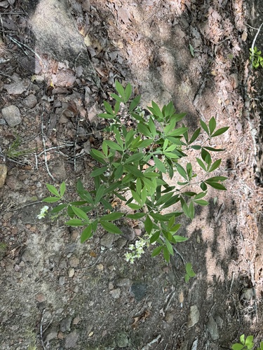 Baptisia bracteata, photograph 6