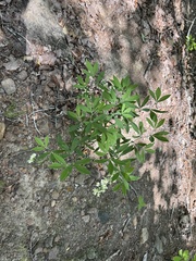Baptisia bracteata, photograph (c) vernselden, some rights reserved (CC BY-SA)