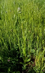 Plectritis macrocera