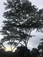 Pseudosamanea carbonaria