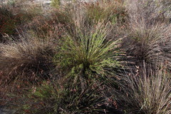 Thamnochortus punctatus