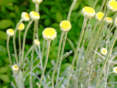 Santolina chamaecyparissus