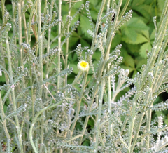 Santolina chamaecyparissus