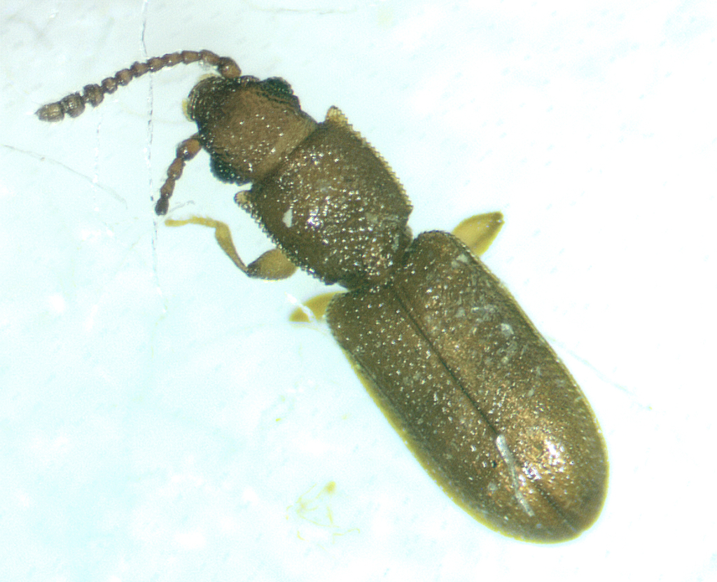 Beetle
