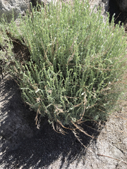Artemisia bigelovii