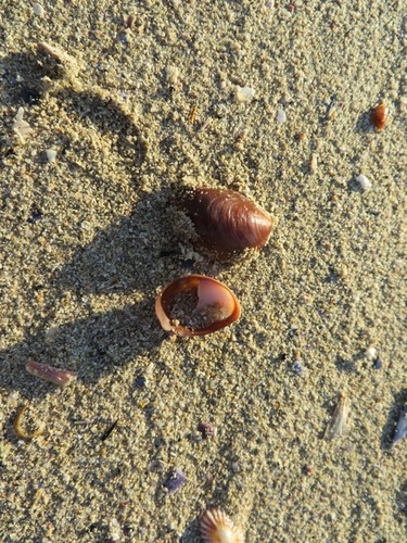 Crepidula porcellana