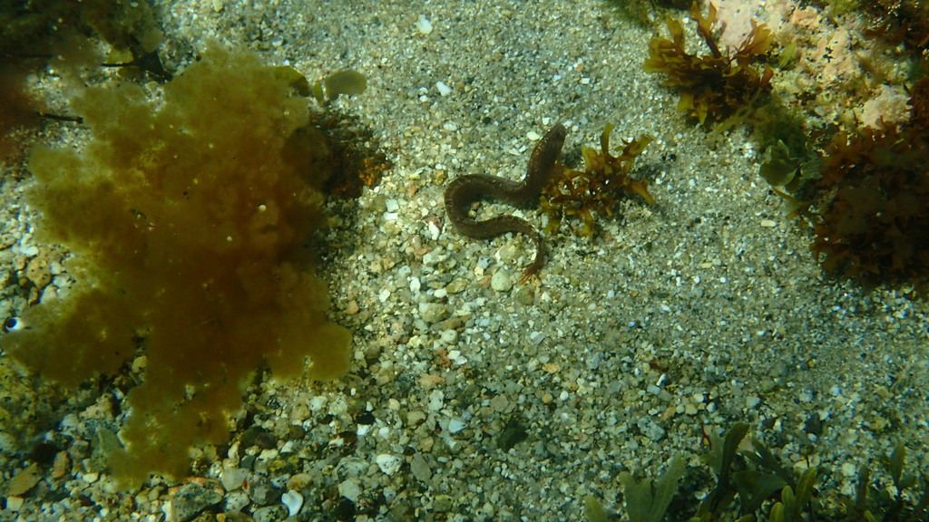 Rock gunnel from Terence Bay, NS, Canada on April 27, 2024 at 01:33 PM ...