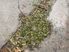 Euphorbia nocens