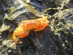 Cyclograpsus punctatus