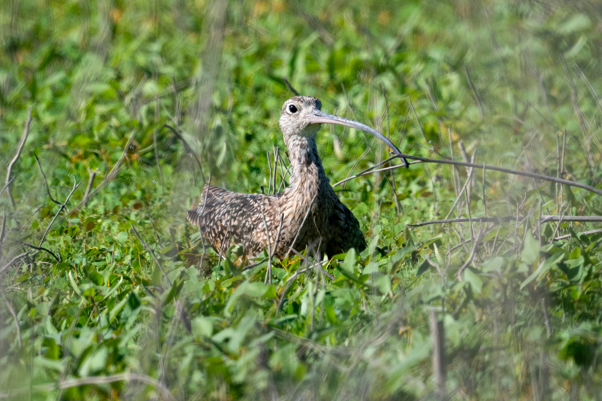Long-billed Curlew illustration