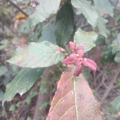 Quercus × dysophylla