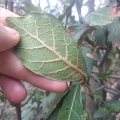 Quercus × dysophylla