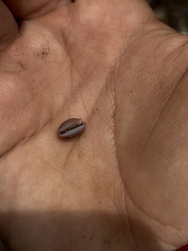 Niveria pacifica observed 2024-04-28
