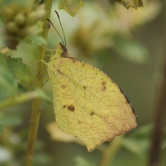 Abaeis salome jamapa