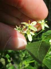 Dolerosomus silaceus