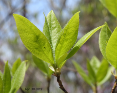 Rhododendron mucronulatum