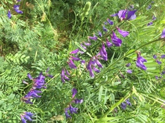 Vicia onobrychioides