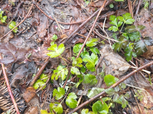 Image of Oregon Goldthread (Coptis laciniata) by no rights reserved