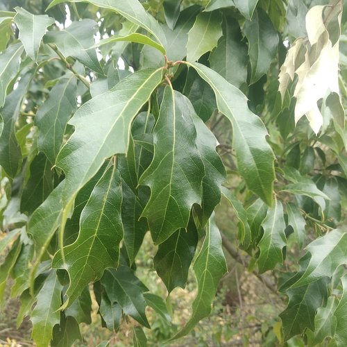 Quercus grahamii