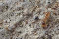 Solenopsis molesta