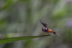 Ocyptamus dimidiatus