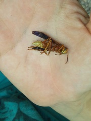 Polistes mexicanus