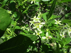 Callimoxys fuscipennis