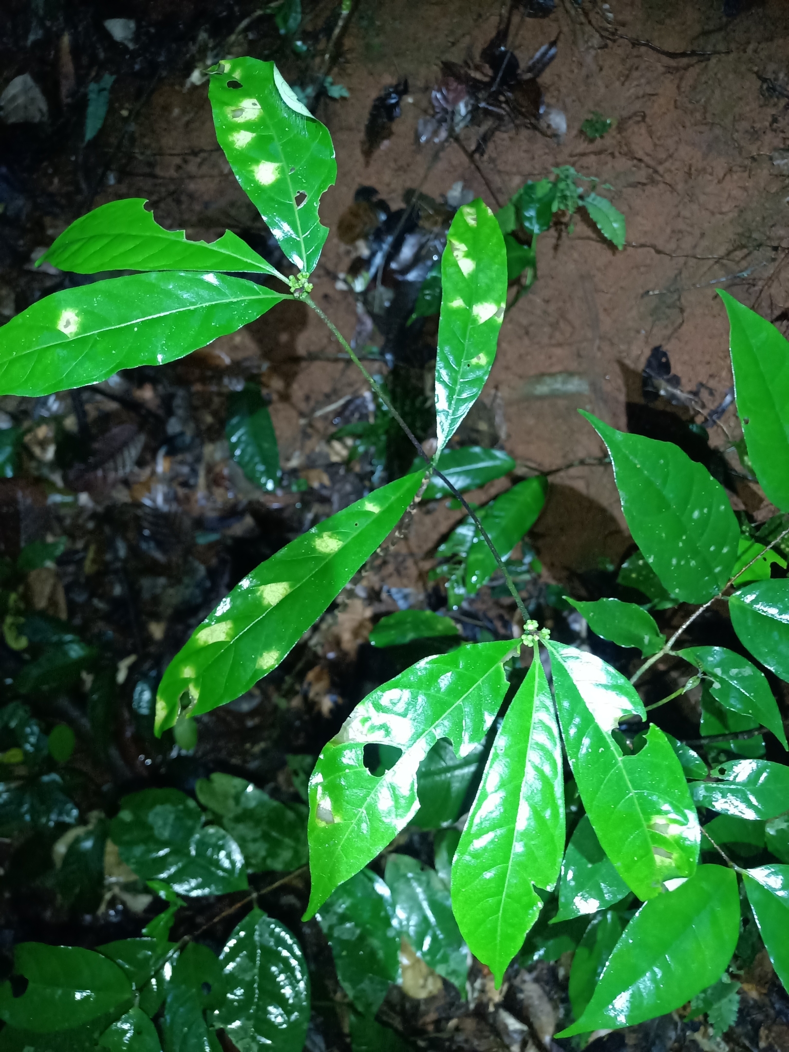 Morinda brachycalyx
