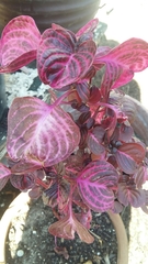 Iresine diffusa herbstii