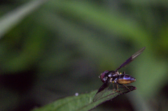 Ocyptamus dimidiatus