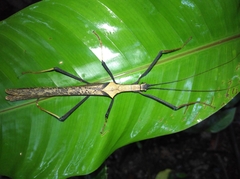 Pseudophasma bispinosum