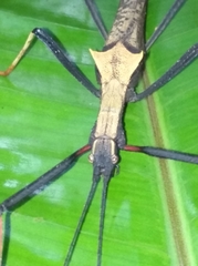 Pseudophasma bispinosum