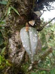 Pleurothallis matudana