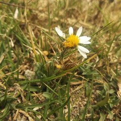 Astranthium xanthocomoides