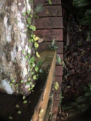 Peperomia rotundifolia