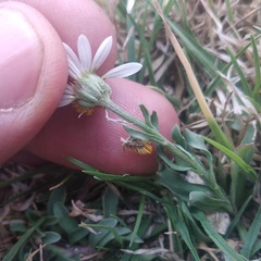 Astranthium xanthocomoides