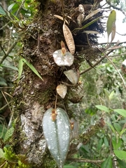 Pleurothallis matudana