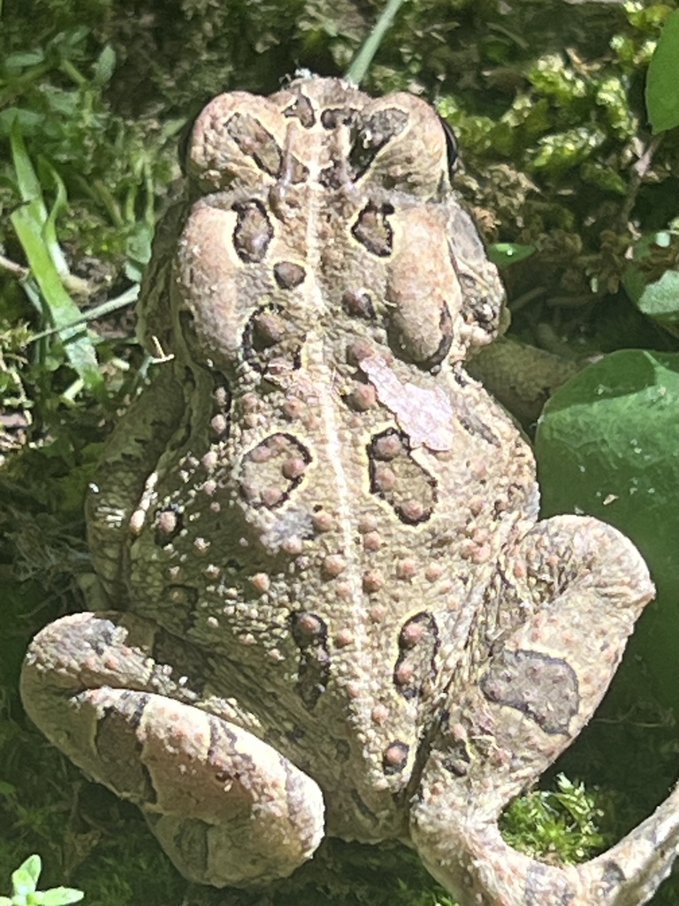 Fowler's Toad from Holsclaw Hill Rd, Louisville, KY, US on April 28 ...