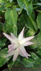 Goeppertia loeseneri