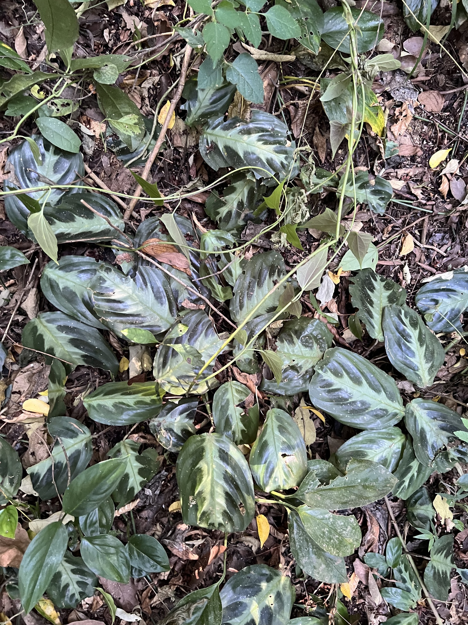 Imagem de Maranta