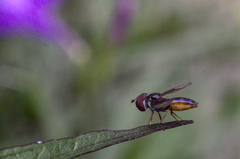 Ocyptamus dimidiatus